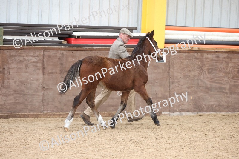 20251109-0770 - Class 24 - Foals