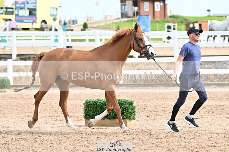 240717A-164309-03497 - Trot Up 4pm to 5pm