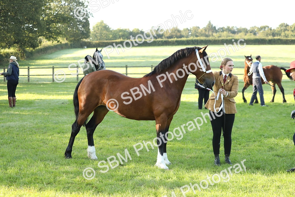 SBM_57953 - S42 - Youngstock