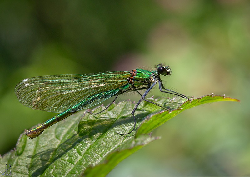 Macro photography by Diana Uzun