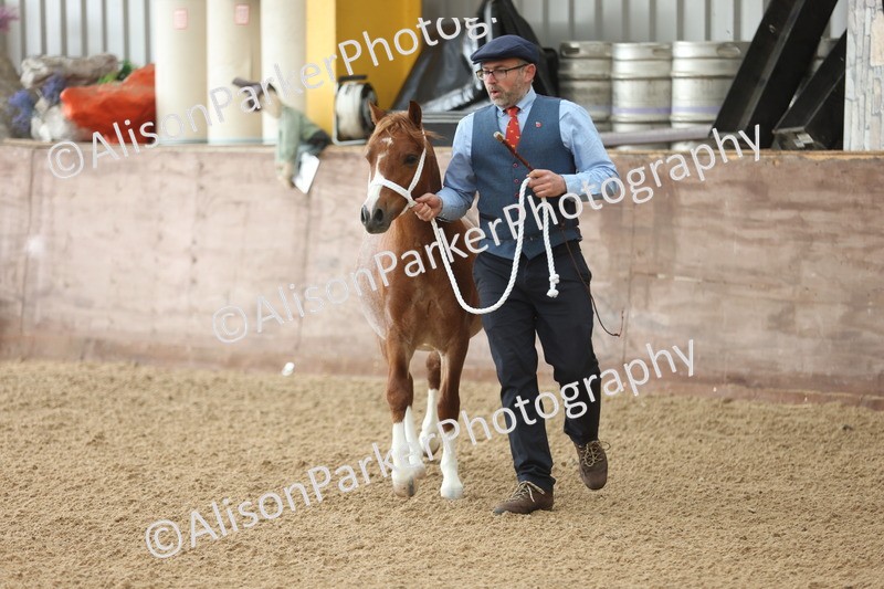 20251109-0501 - Class 18 - Yearling, Colt, Filly or Gelding