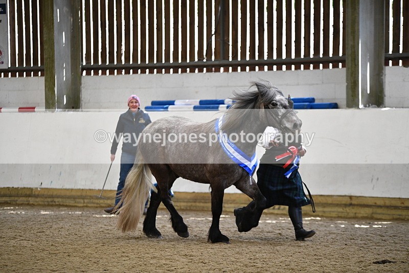 WJ5_5885 - Morning in hand Championship