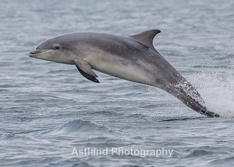 Astland Photography, Bird and Wildlife Images, Susan and Peter Wilson, U.K.