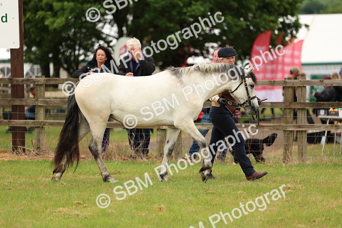 SBM_04093 - Class 64-67 - Shetland Pony In Hand