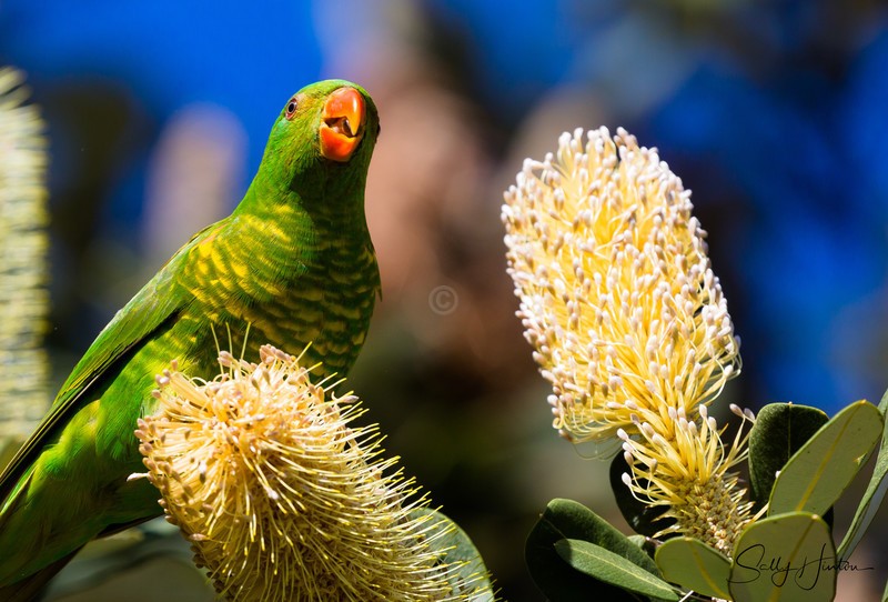 Scaly Breasted Lorikeet 2