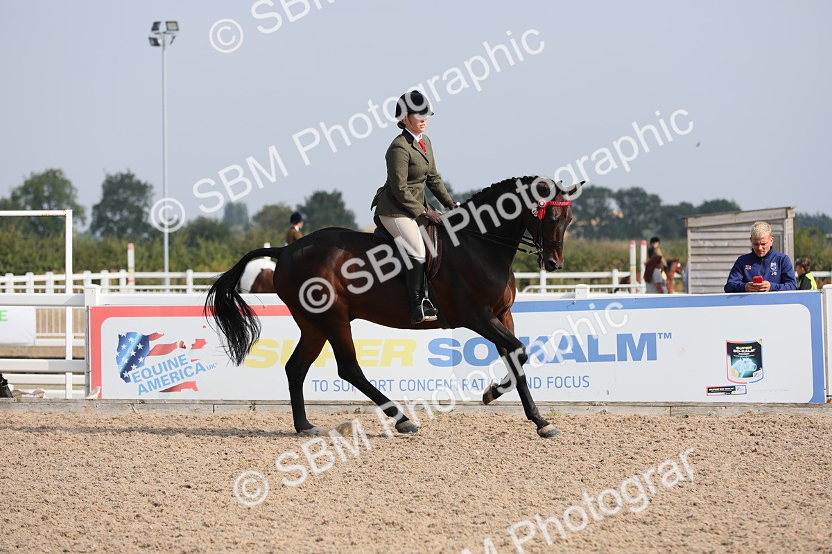 SBM_11389 - Class 305 Ridden Foreign Breeds- Pure Bred