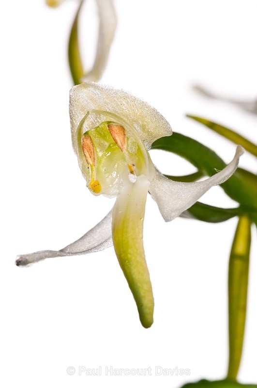  - WB: Orchids - Various
