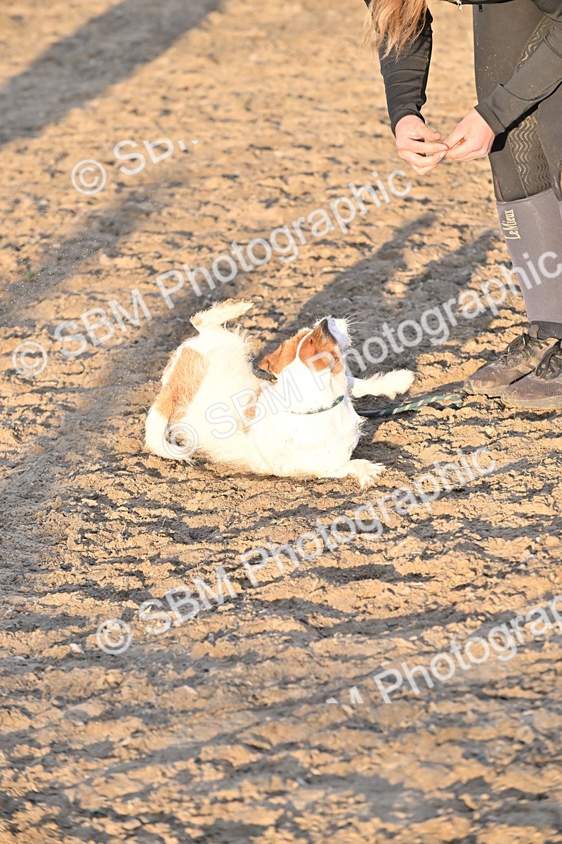 SBM_09689 - Lorry Dogs