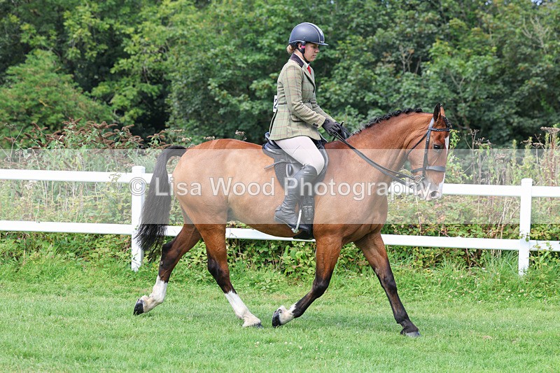 3E7A8617 - Class 5: Working Show Horse