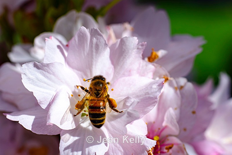 Honey Bee on Cherry Blossom - DSC_8496 - Insects