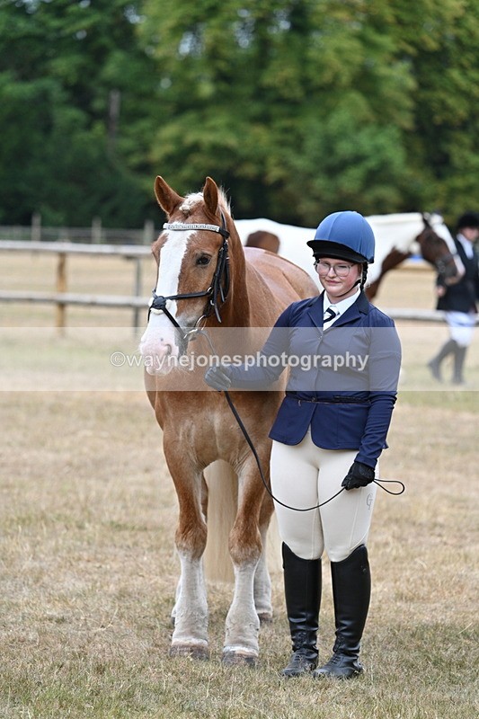 WJ7_0145 - Class 5a Most Handsome Gelding (above 14.2hh)