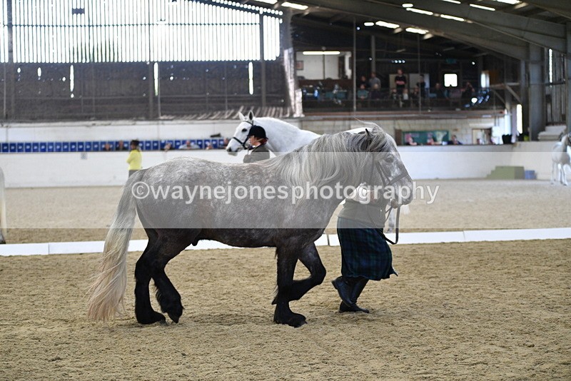 WJ5_4369 - Class 6 In hand M&M - Large Breeds