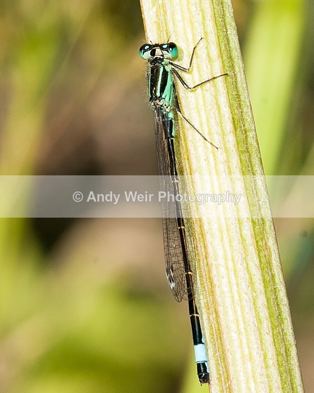 20080623-018 - Dragonflies & Damselflies