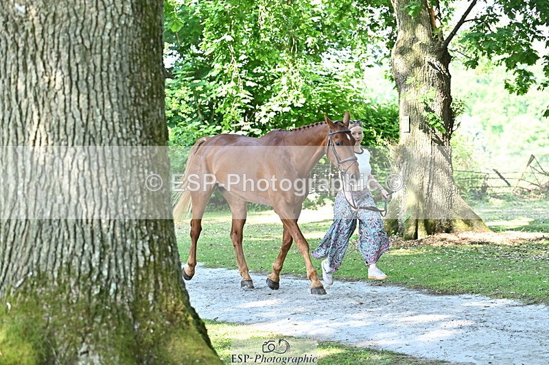 250521A-161219-00979 - C-260-Georgie.Frow-RIVERSTOWN.ROYAL