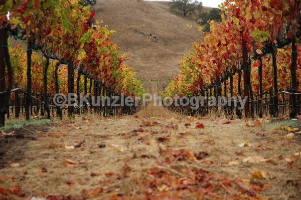  - Wine Country