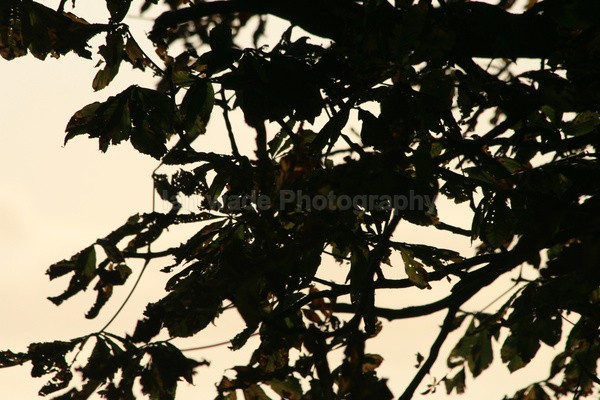 Evening tree _72 - Frenchay care home Collection v