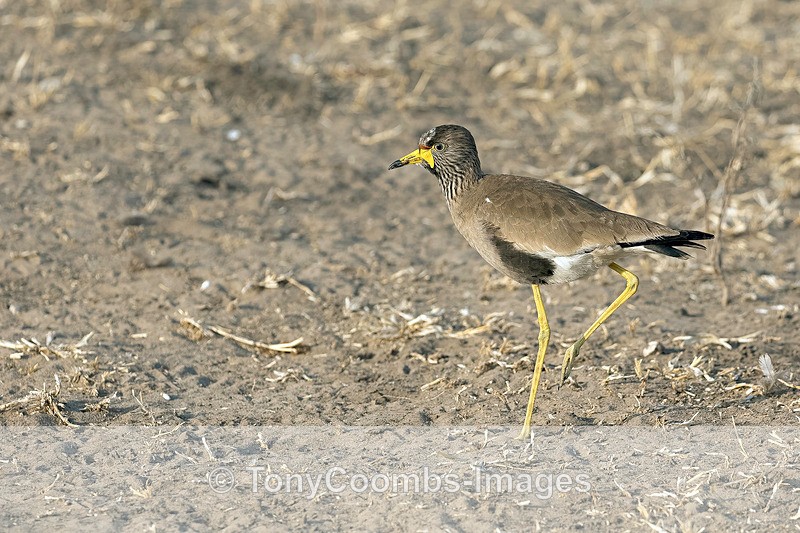 African Wattled Lapwing - Botswana ~ Birds