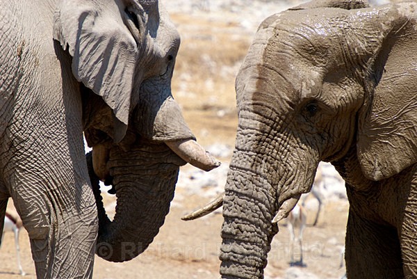  - African Journey