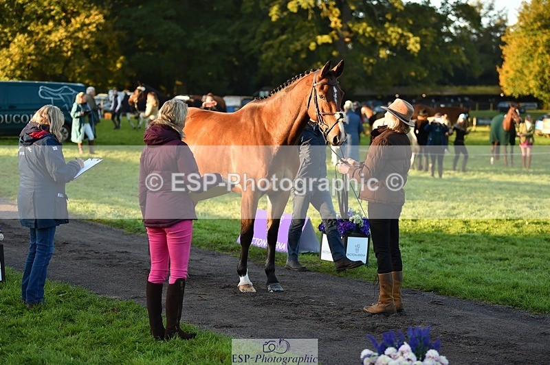 231022-084346-21317 - 637-JOIE.DE.TOURLIDA-Bronia.Hill-TrotUp+SJ