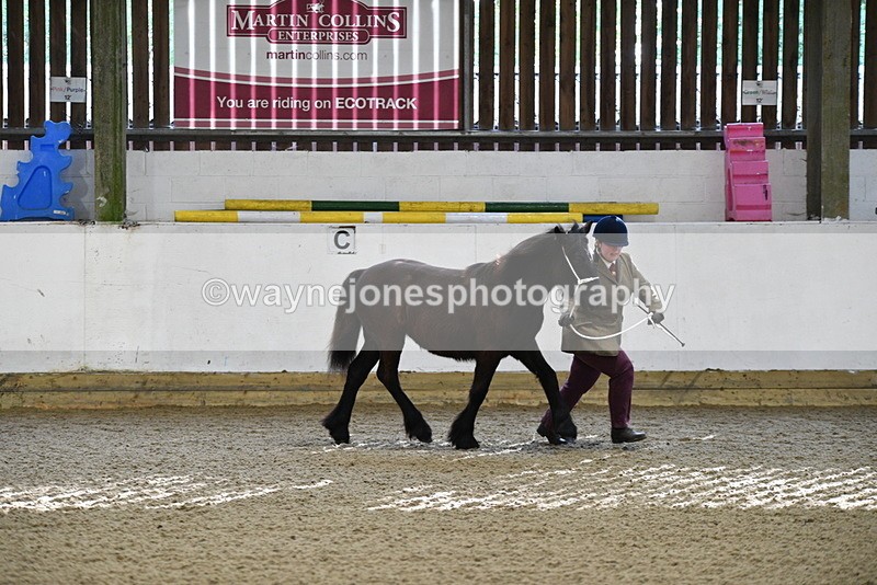 WJ5_3515 - Class 1 Youngstock