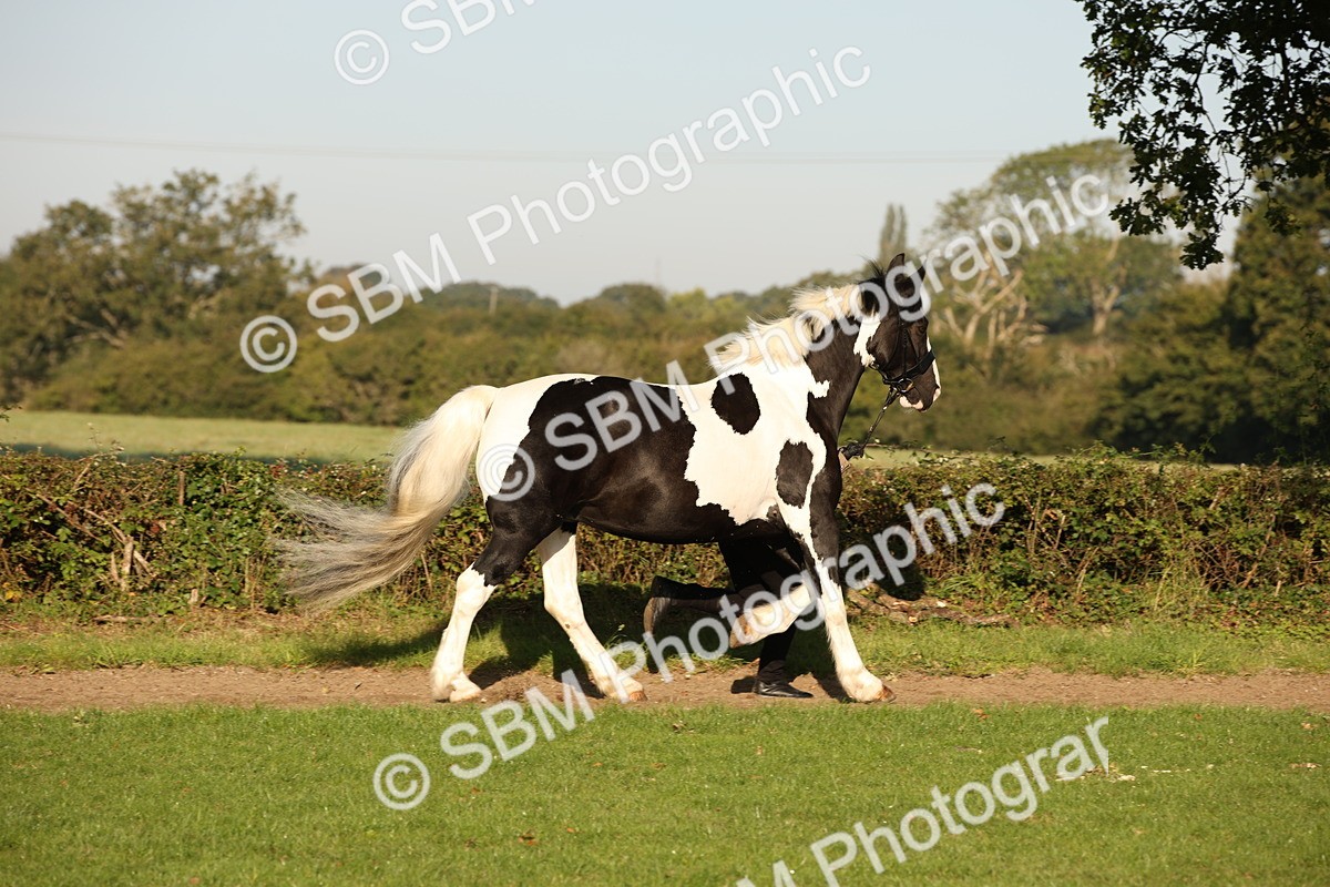 SBM_58686 - S51 - Piebald & Skewbald Horse In Hand