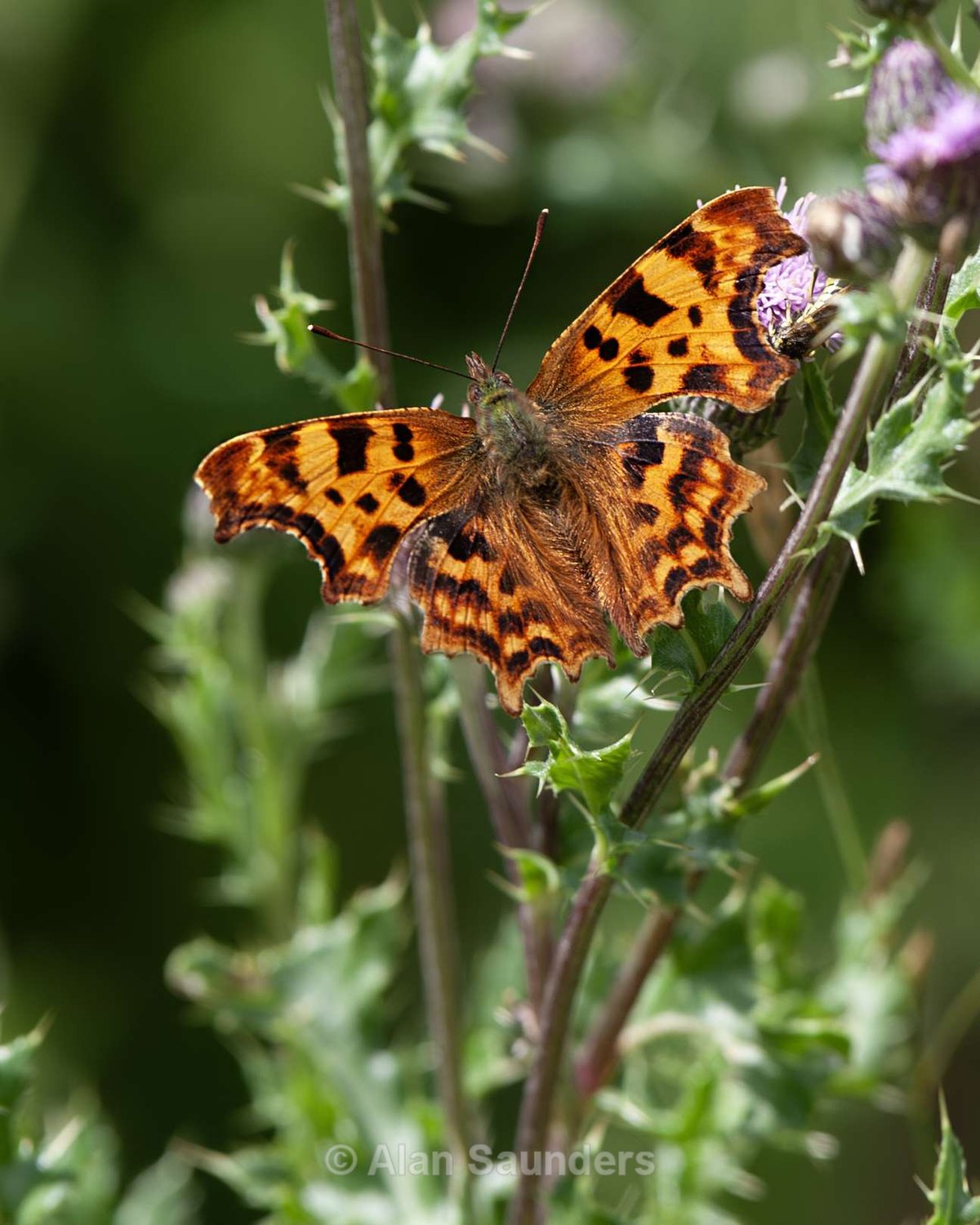 Comma 3