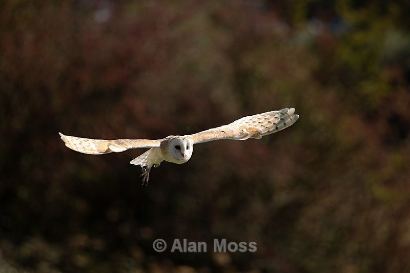 Barn Owl 1 - Wildlife