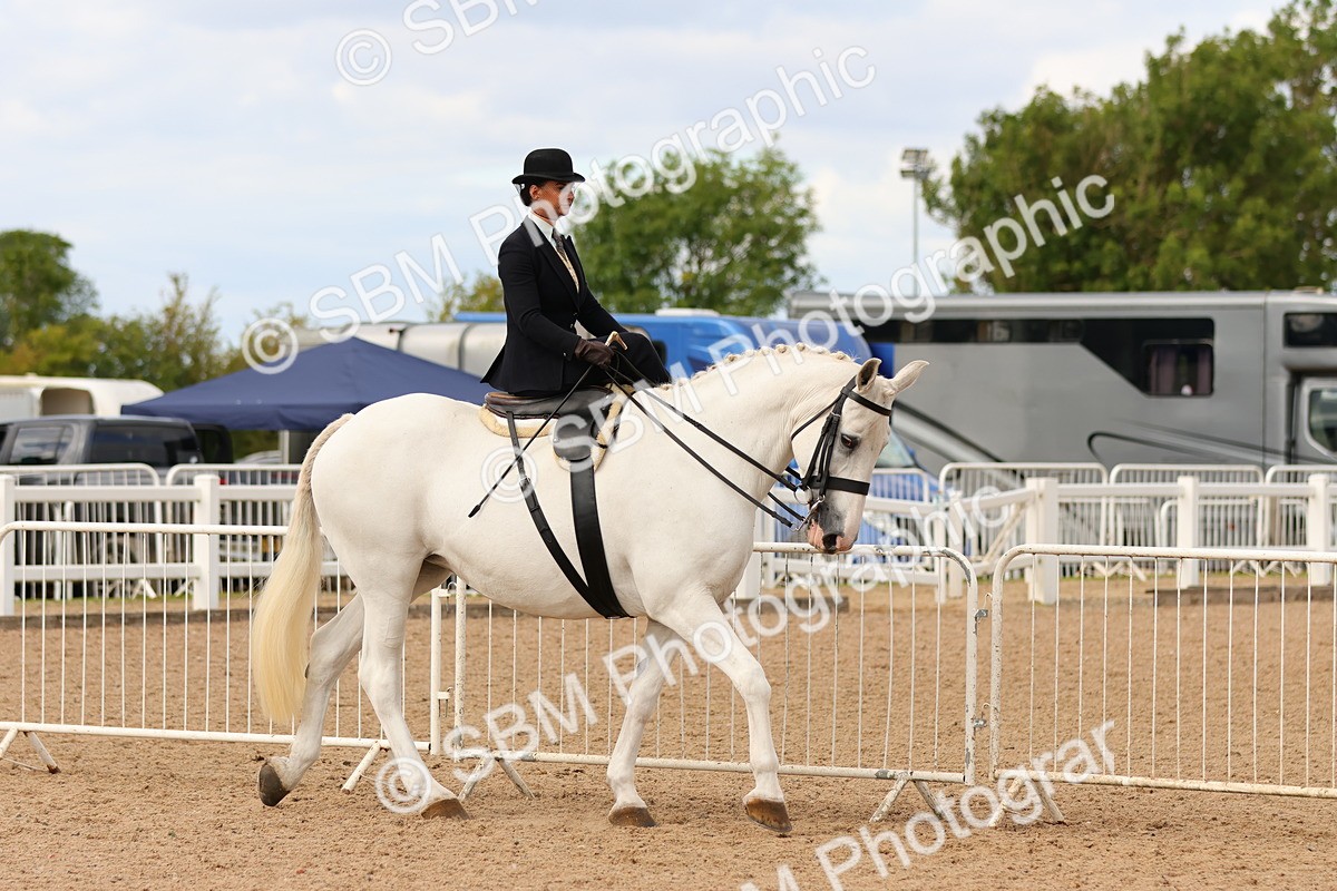 SBM_15871 - Class 216 - Best Side Saddle Horse-Pony