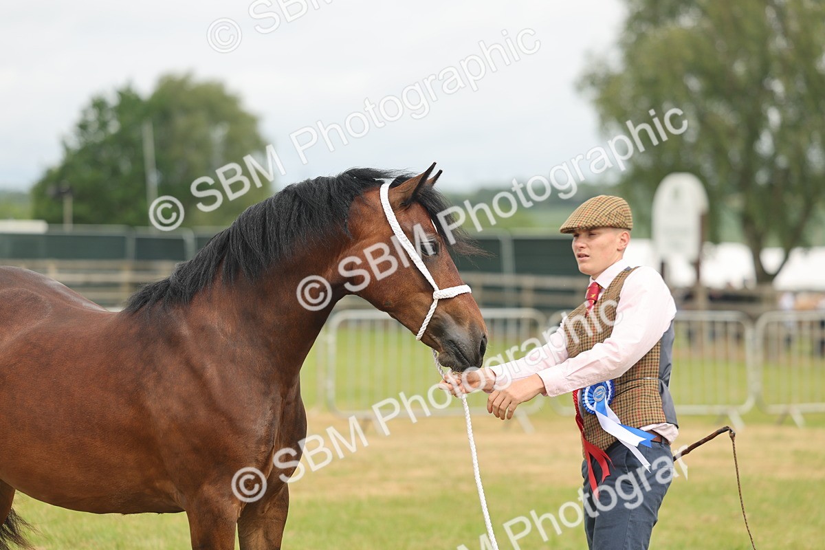 SBM_04997 - Class 50-57 - M&M Welsh Pony In Hand