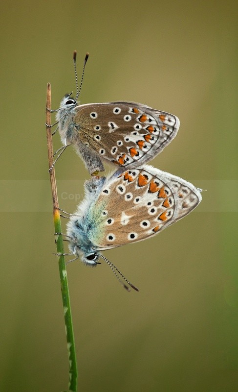 Common Blue Butterflies Mating - 2010