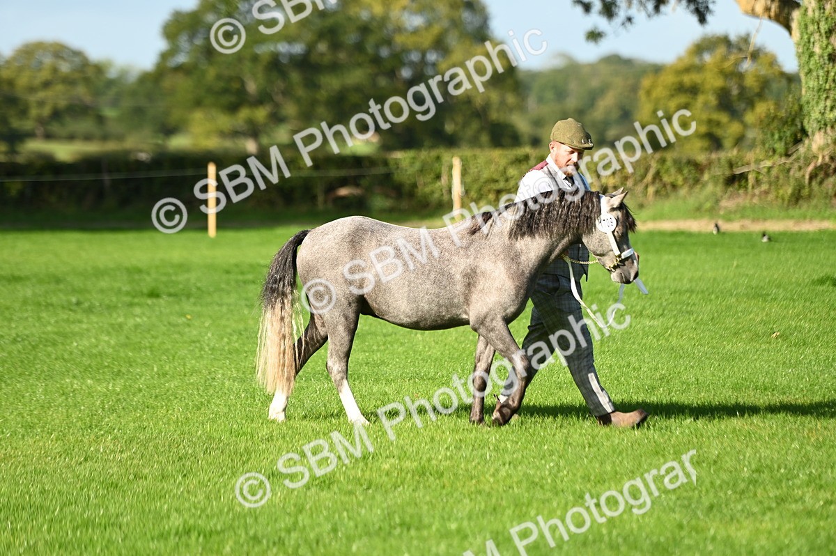 SBM_15836 - S1 - TSR in Hand Horse & Pony Showing