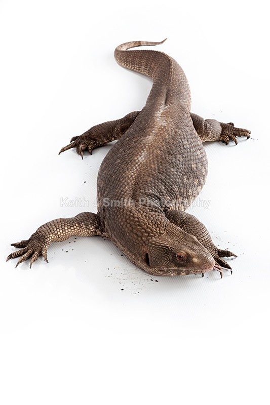1SKJ7344 - Roaming Reptile Show