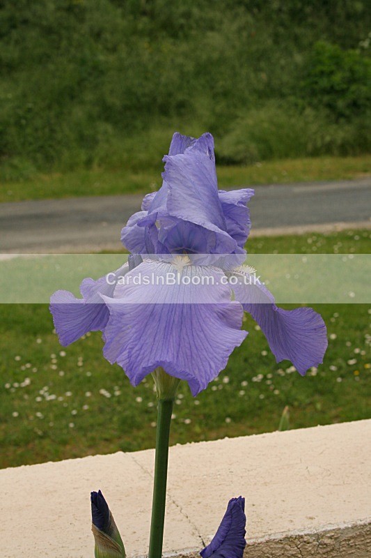 Iris 1003 - IRISES