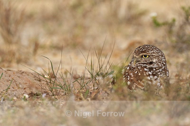 Cape Coral Burrowing Owl, Florida - Burrowing Owl