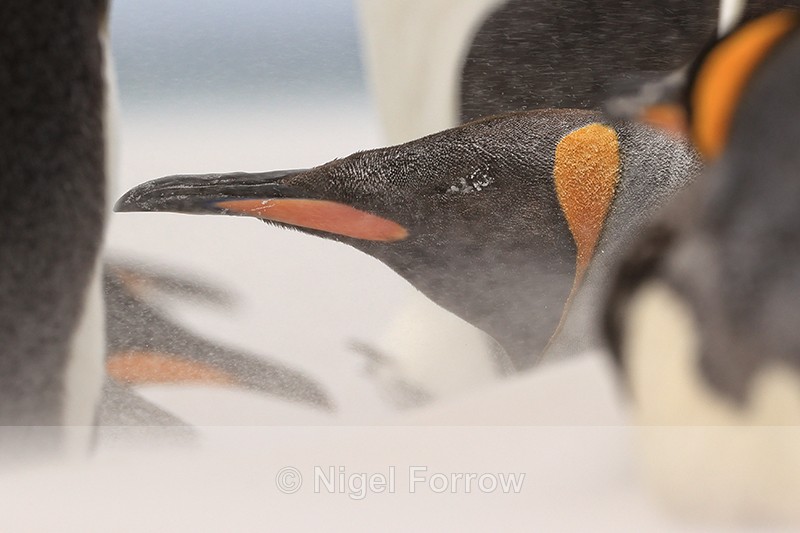 King Penguin sand-encrusted eye, Volunteer Point, Falklands - King Penguin