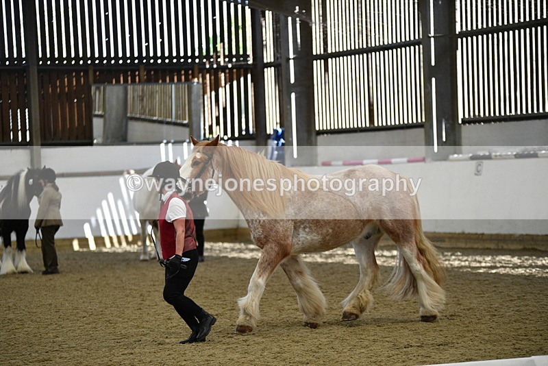 WJ5_4763 - Class 7 In hand coloured / odd coloured