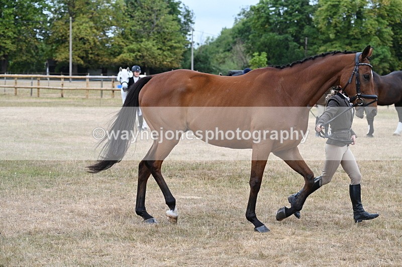 WJ7_0009 - Class 5a Most Handsome Gelding (above 14.2hh)