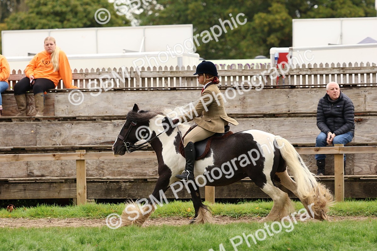 SBM_59976 - S36 - Rehabiliated Rescue Horse & Pony In Hand & Ridden