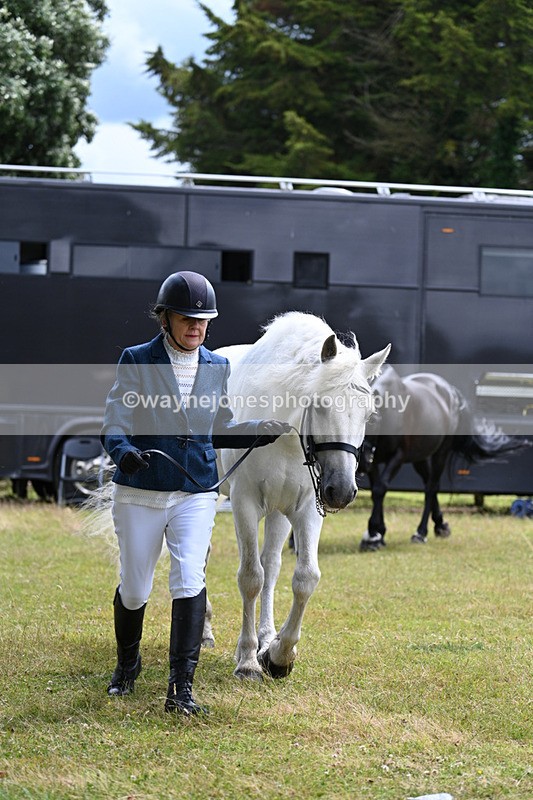 WJ7_6809 - Class 5a Most Handsome Gelding in Hand