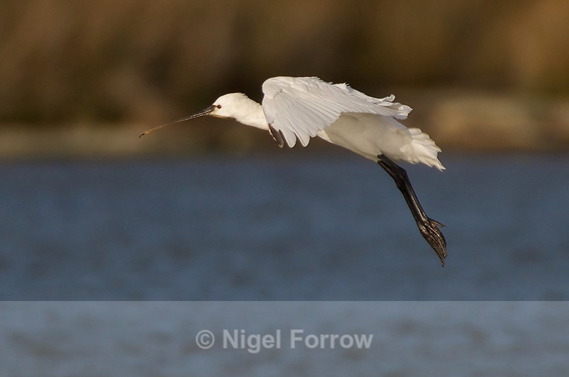Spoonbill coming into land on Brownsea Lagoon - Spoonbill