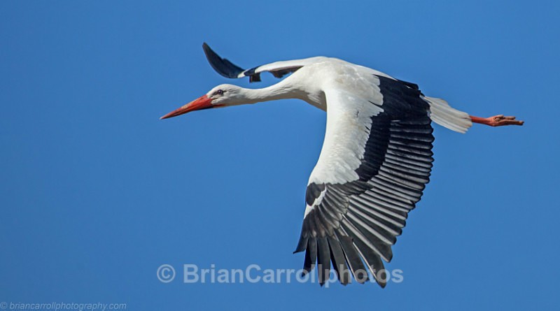 European White Stork - Wildlife