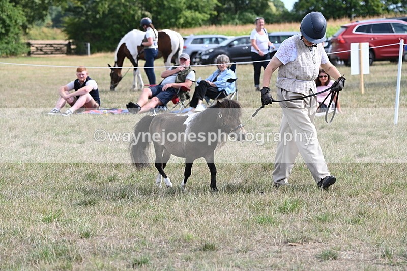 WJ6_7007 - Class 21 Shetland & Mini Horses