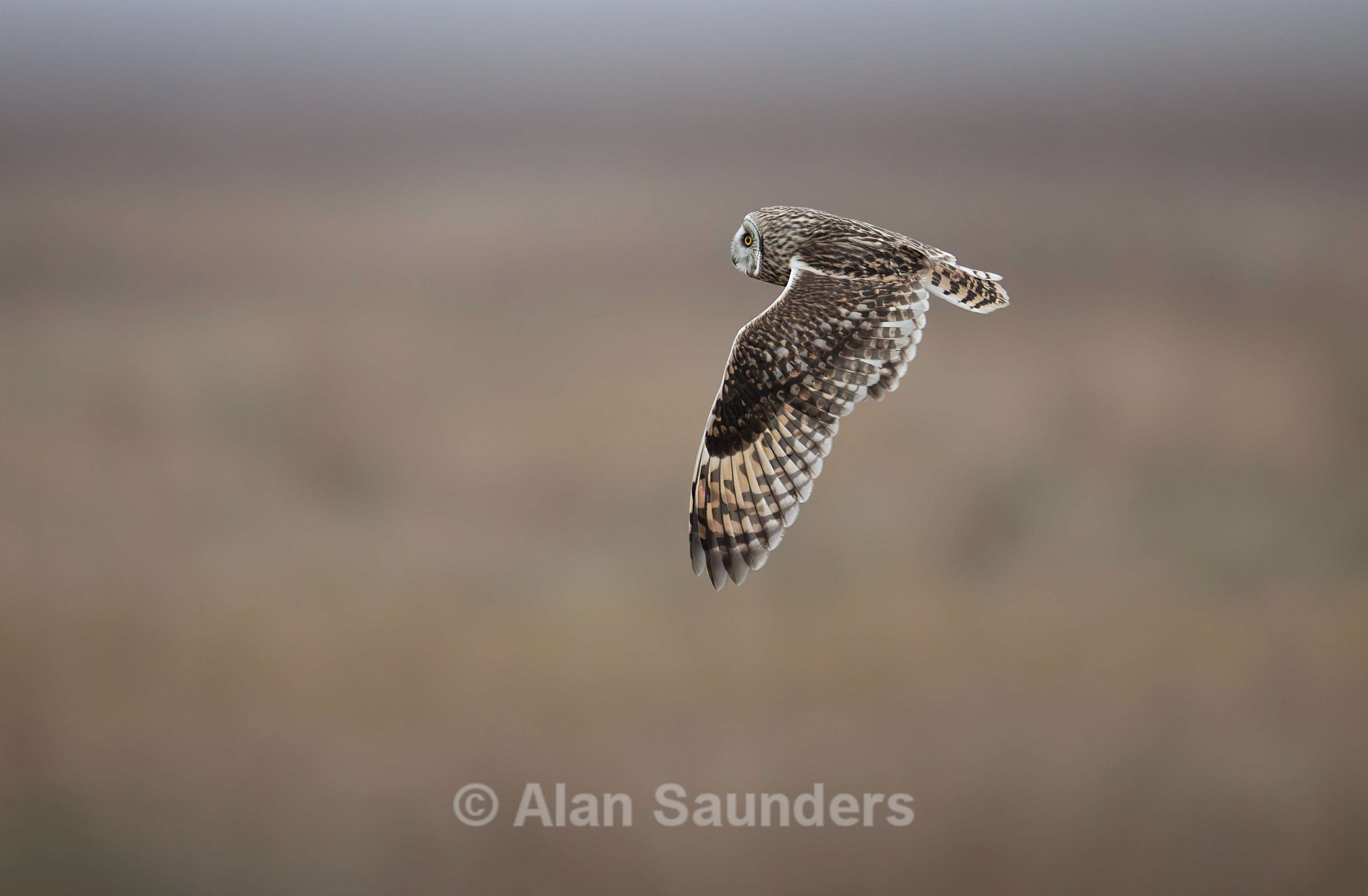 Short Eared Owl