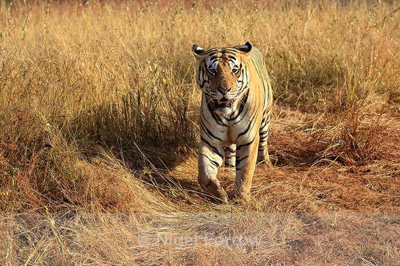 Male Bengal Tiger and yellow grass, Panna, Madhya Pradesh, India - Tiger