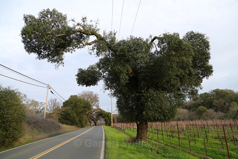 Highway 175, Hopland, California - Roadside