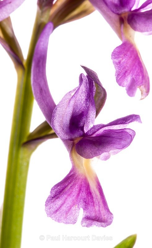  - WB: Orchids - Orchis