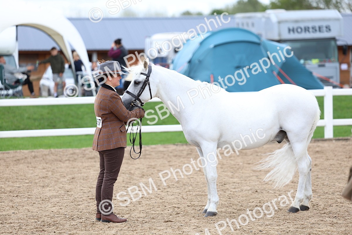 SBM_05104 - Class 27 - IH Competition Horse or Pony