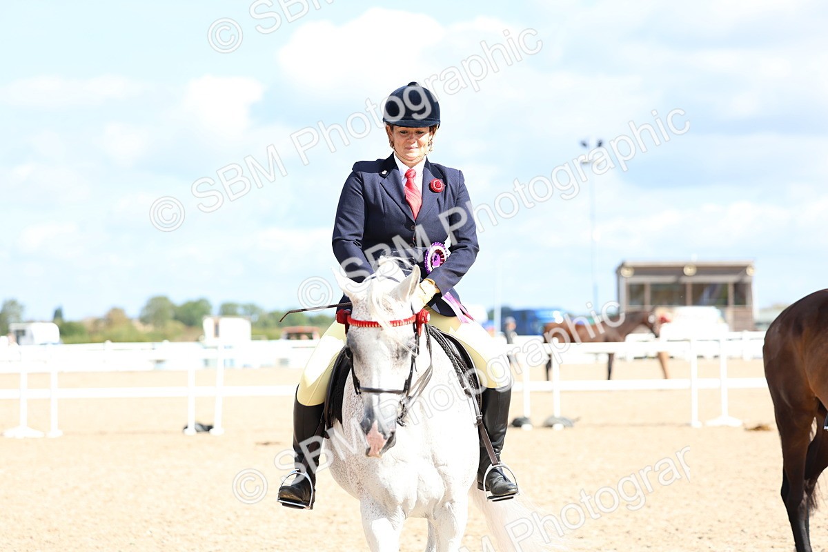 SBM_10901 - Class 305 - Ridden Foreign Breeds - Pure Bred