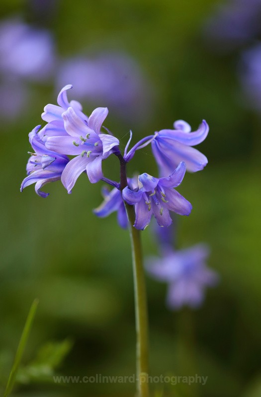 Spanish Bluebell          ref fs 1 - macro and nature.