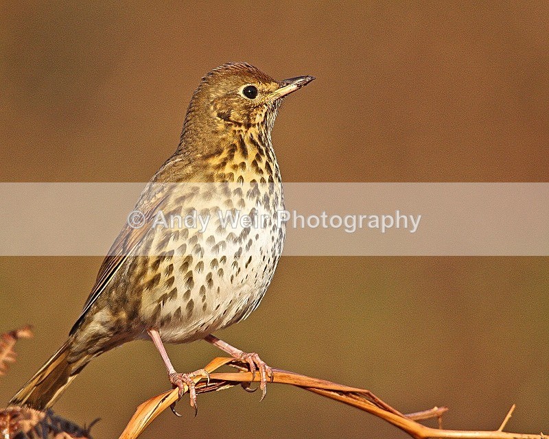 20081206-WE 006 - Thrushes